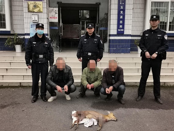 当场抓获了3名涉嫌非法狩猎的嫌疑人,并在现场搜获一只野生动物麂子